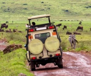 Embark on Thrilling Classic Game Drives