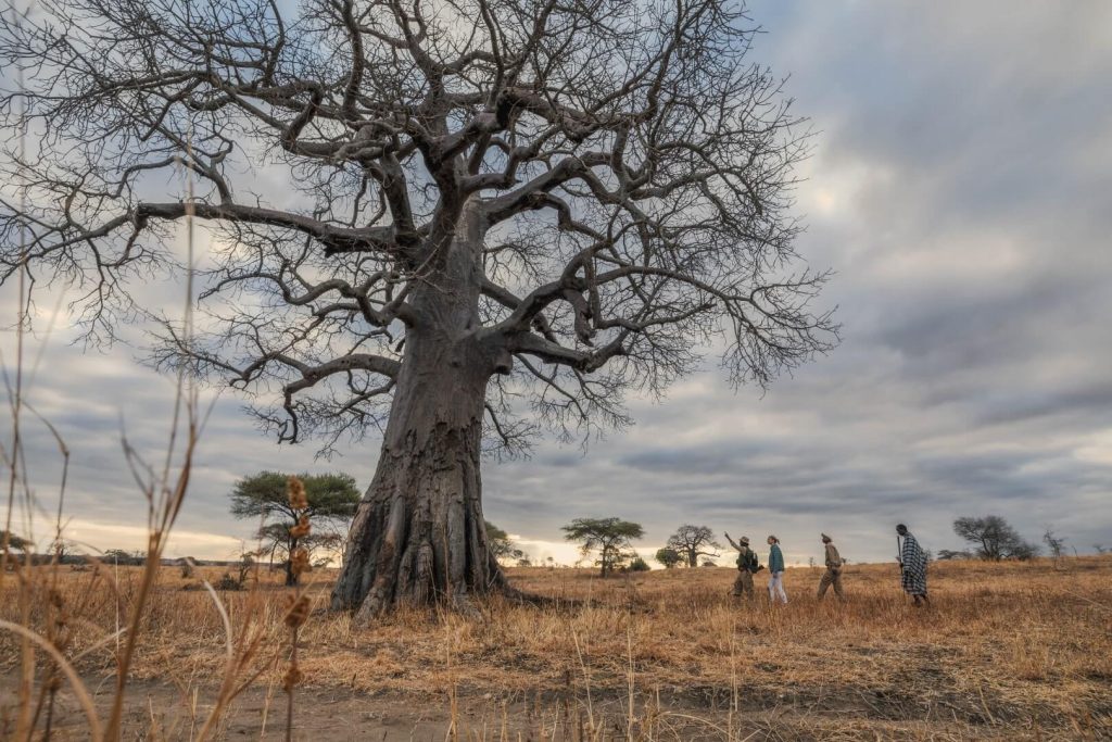 Szenisch Africa Safaris & Expeditions Elewana Tarangire Treetops - Walking Safari WithB aobab